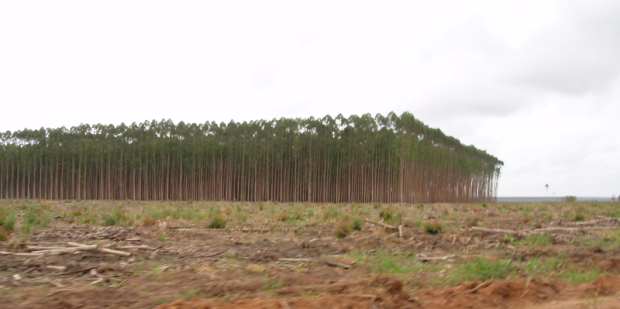 Arbaro's industrial tree plantations