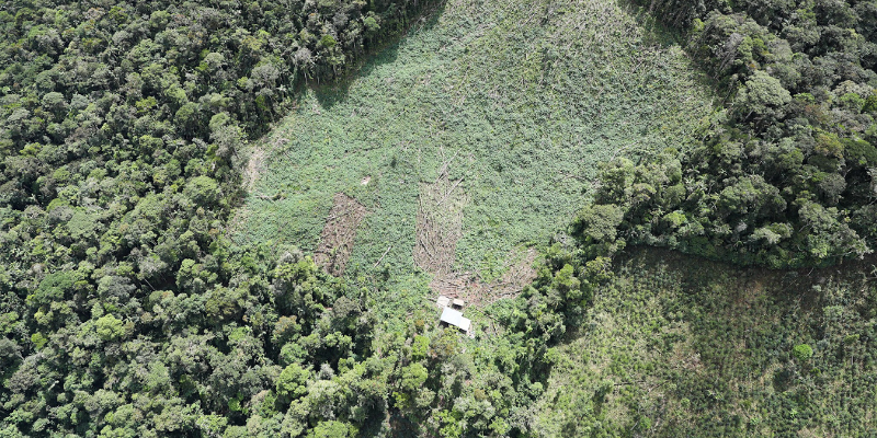 Conservation International admits failures